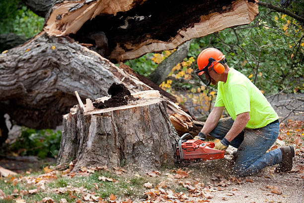 Best Hazardous Tree Removal  in Tyhee, ID